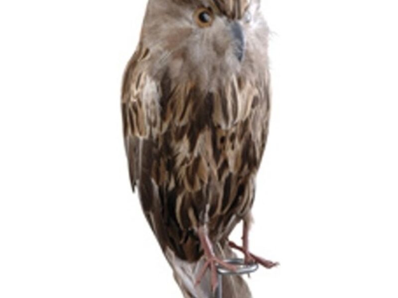 Owl Model