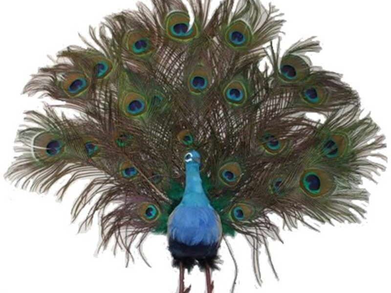 Peacock Open Feather (Large)