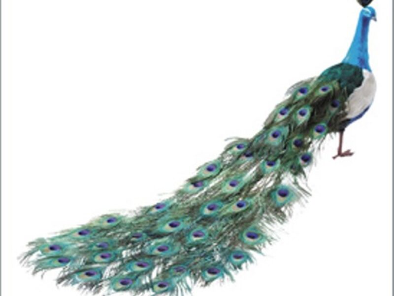 Peacock with closed Feathers