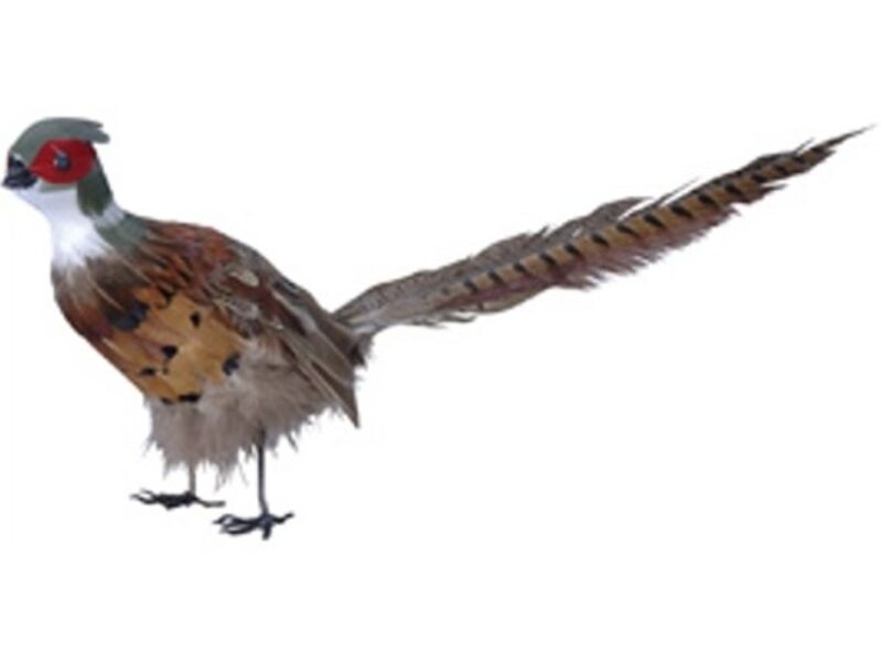 Pheasant 3D Model