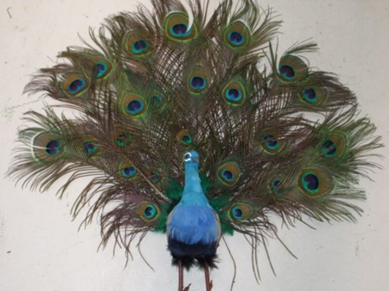 Peacock with open Tail feathers (medium)