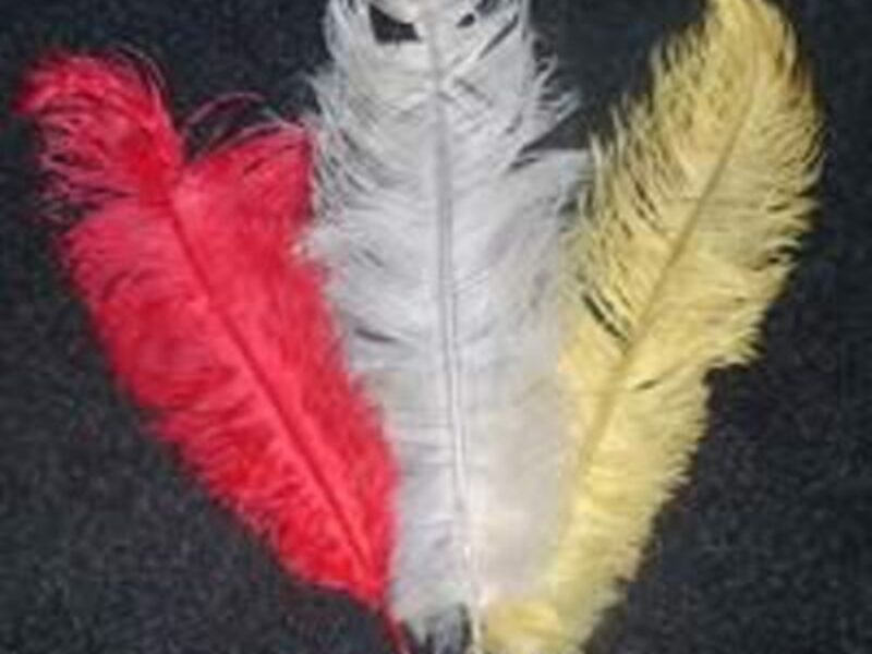  Ostrich Feathers (various colours available)