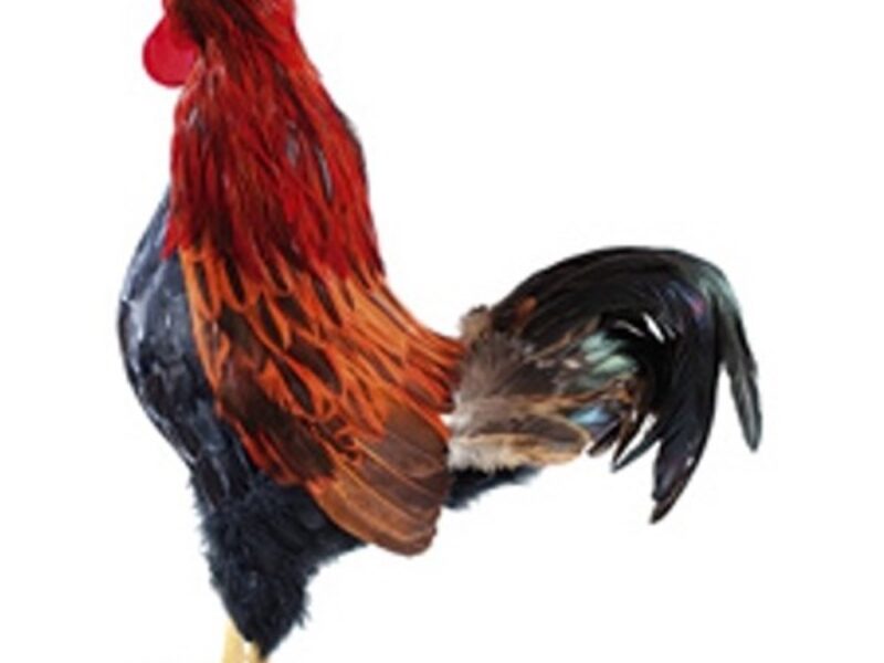 Rooster Chicken 3D Model